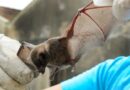 Dois casos de raiva em morcegos são registrados em Feira de Santana